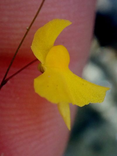 Utricularia triloba, photographed by Tsssss