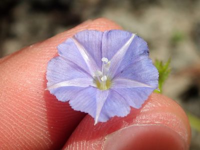 Evolvulus fuscus, photographed by Tsssss