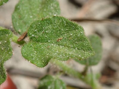 Evolvulus fuscus, photographed by Tsssss