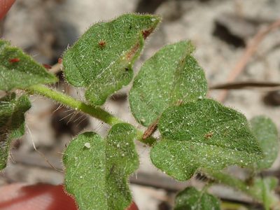 Evolvulus fuscus, photographed by Tsssss