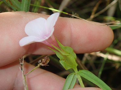 Schultesia brachyptera, photographed by Tsssss