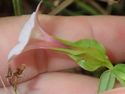 Schultesia brachyptera, photographed by Tsssss