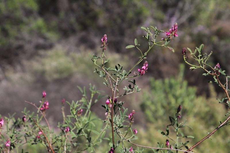 Indigofera intermedia, photographed by Tony Rebelo