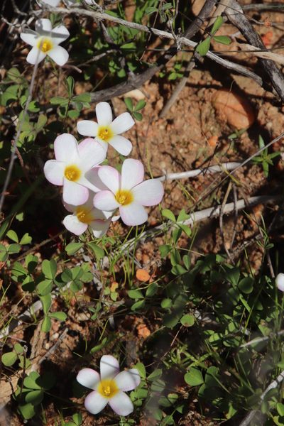 Oxalis tenella, photographed by Tony Rebelo