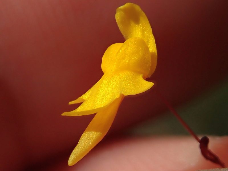 Utricularia pusilla, photographed by Tsssss