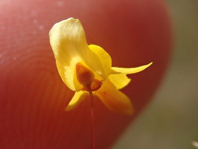 Utricularia pusilla, photographed by Tsssss