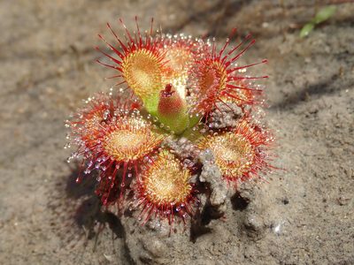 Drosera sessilifolia, photographed by Tsssss