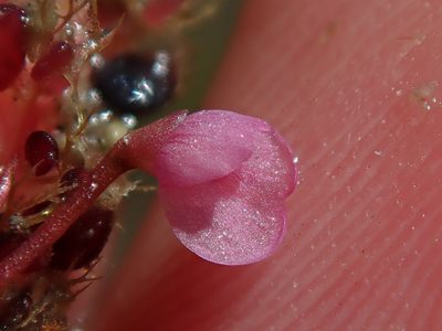 Utricularia hydrocarpa, photographed by Tsssss
