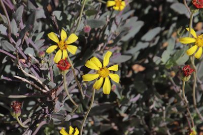 Othonna humilis, photographed by Tony Rebelo
