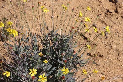 Othonna humilis, photographed by Tony Rebelo