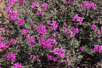 Pelargonium magenteum, photographed by Tony Rebelo
