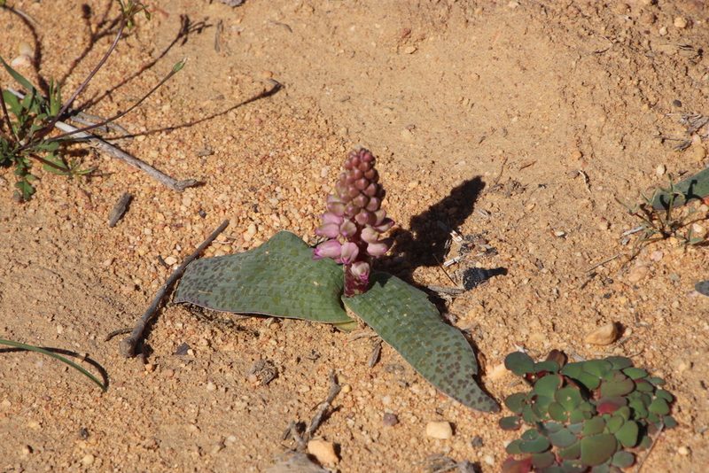 Lachenalia nardousbergensis, photographed by Tony Rebelo