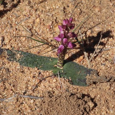 Lachenalia nardousbergensis, photographed by Tony Rebelo