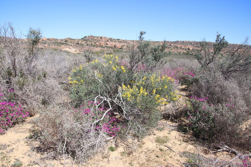 Calobota sericea, photographed by Tony Rebelo