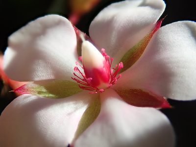 Sauvagesia erecta, photographed by Tsssss