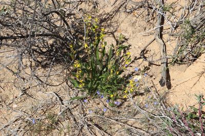 Heliophila arenosa, photographed by Tony Rebelo