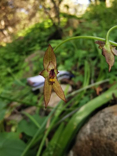 Gilliesia graminea, photographed by Aira Francisca Faúndez Fallau