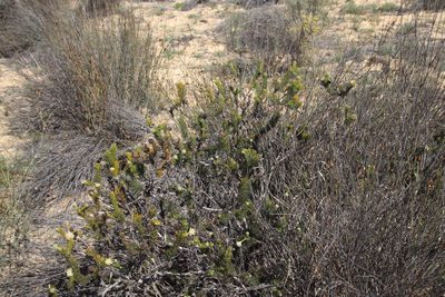 Serruria millefolia, photographed by Tony Rebelo