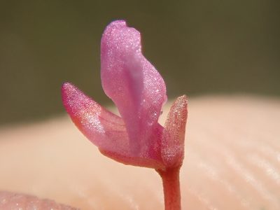 Utricularia hydrocarpa, photographed by Tsssss