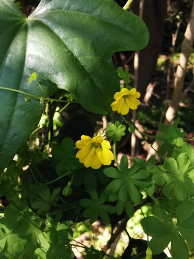 Tropaeolum brachyceras, photographed by Aira Francisca Faúndez Fallau