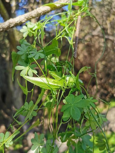 Dioscorea aristolochiifolia, photographed by Aira Francisca Faúndez Fallau