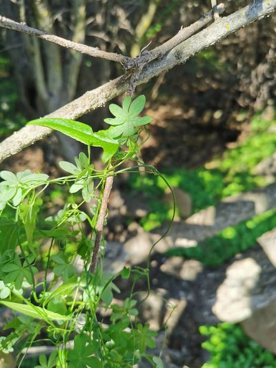 Dioscorea aristolochiifolia, photographed by Aira Francisca Faúndez Fallau
