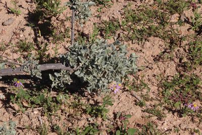 Atriplex nummularia, photographed by Tony Rebelo