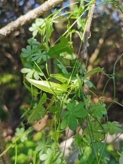Dioscorea aristolochiifolia, photographed by Aira Francisca Faúndez Fallau