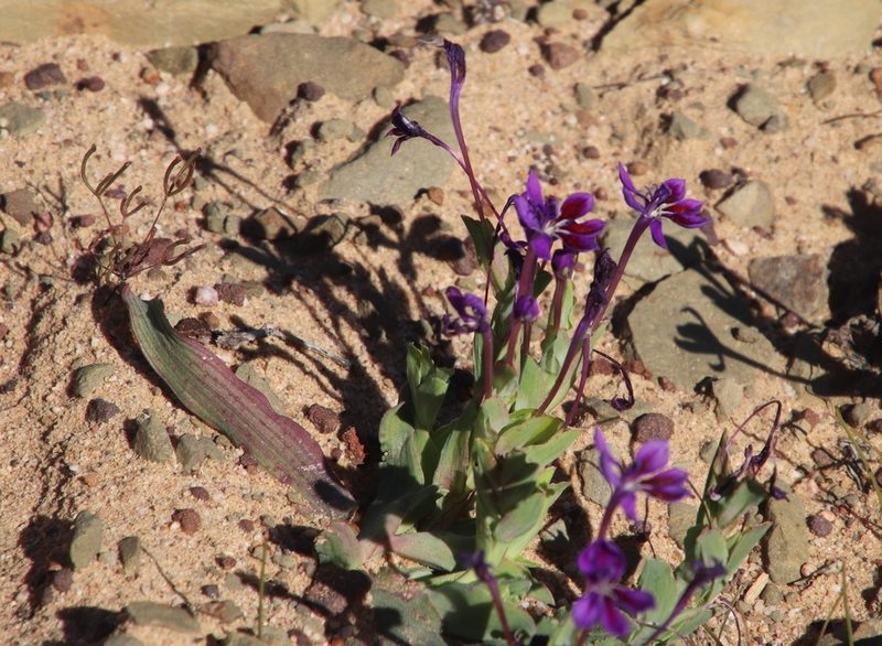 Lapeirousia violacea, photographed by Tony Rebelo