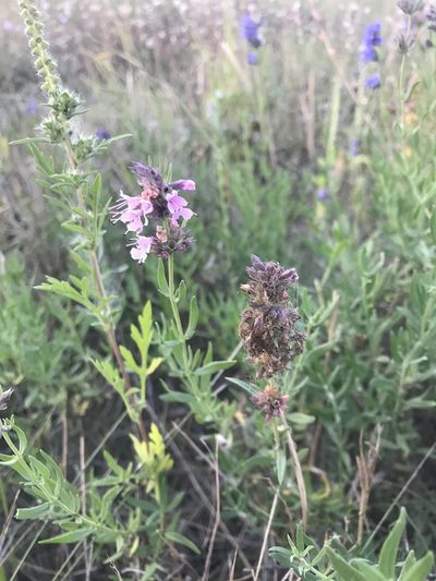 Hyssopus officinalis, photographed by Yuliana Leshchenko
