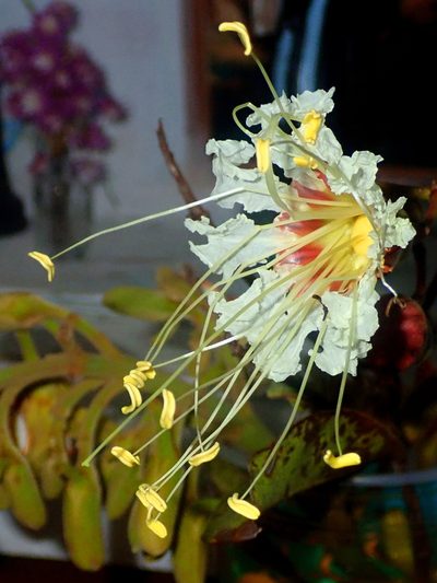 Lafoensia pacari, photographed by Tsssss