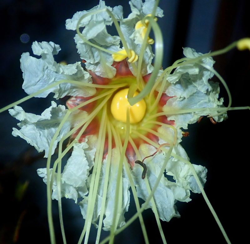 Lafoensia pacari, photographed by Tsssss