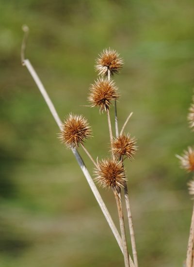 Juncus brachycarpus, photographed by Zihao Wang