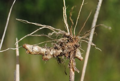 Juncus brachycarpus, photographed by Zihao Wang