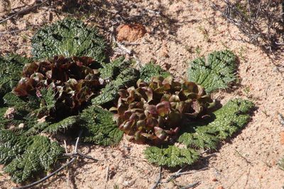 Arctopus monacanthus, photographed by Tony Rebelo