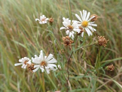 Symphyotrichum boreale, photographed by Allan Harris
