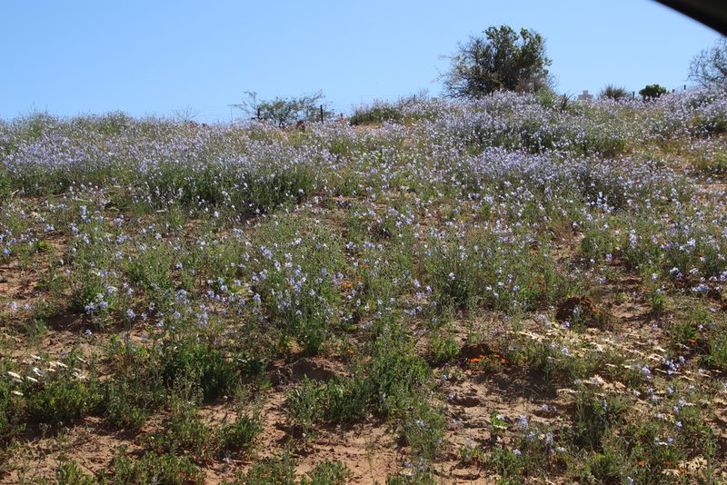 Heliophila agtertuinensis, photographed by Tony Rebelo