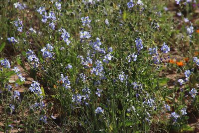 Heliophila agtertuinensis, photographed by Tony Rebelo