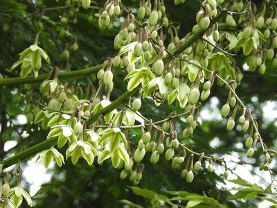 Furcraea guatemalensis, photographed by Neptalí Ramírez Marcial