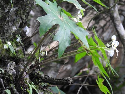 Begonia corzoensis, photographed by Neptalí Ramírez Marcial