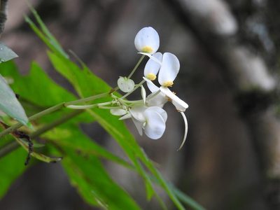 Begonia corzoensis, photographed by Neptalí Ramírez Marcial