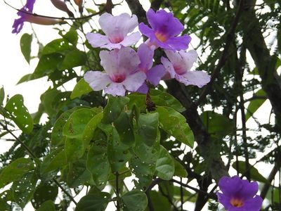Amphilophium laxiflorum, photographed by Neptalí Ramírez Marcial