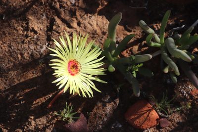 Cephalophyllum pillansii, photographed by Tony Rebelo