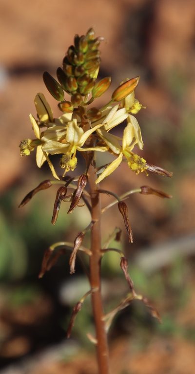 Bulbine navicularifolia, photographed by Tony Rebelo