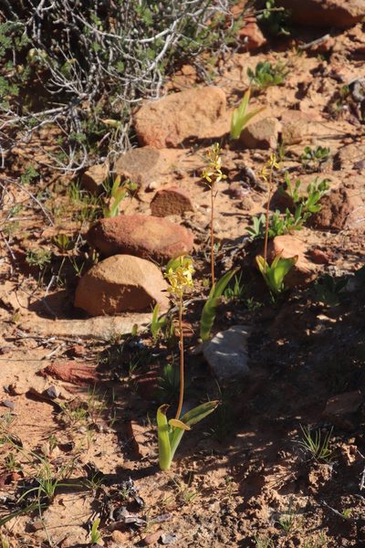 Bulbine navicularifolia, photographed by Tony Rebelo