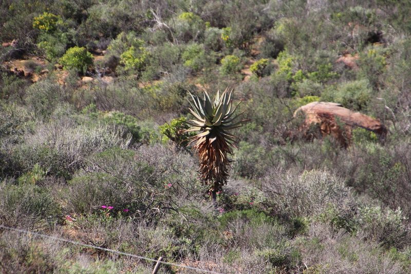 Aloe comosa, photographed by Tony Rebelo