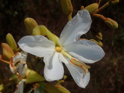 Salvertia convallariodora, photographed by Tsssss
