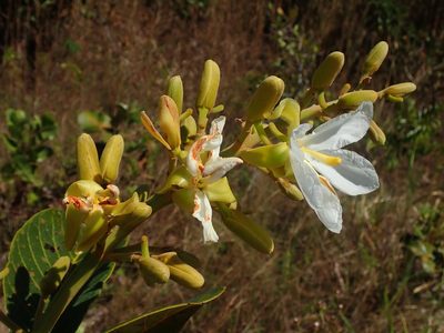 Salvertia convallariodora, photographed by Tsssss