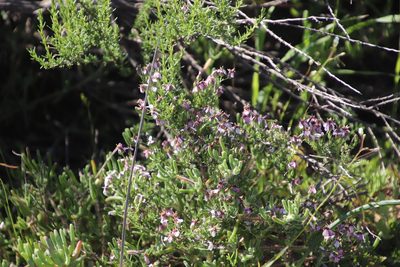 Cyphia digitata, photographed by Tony Rebelo