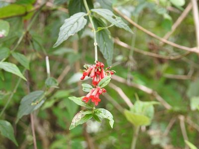 Russelia acuminata, photographed by Neptalí Ramírez Marcial